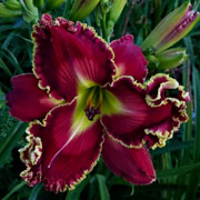 God of War Daylily